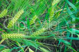 bright background of wheat ears