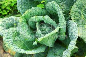 cabbage with big leaves