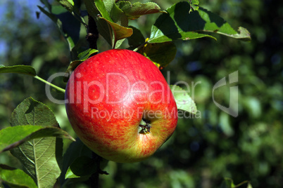 Roter Apfel