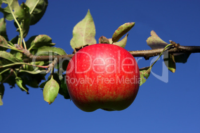 Roter Apfel