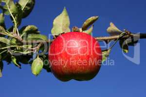 Roter Apfel