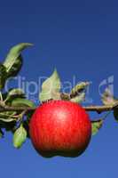 Roter Apfel