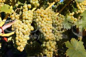 Weiße Weintrauben