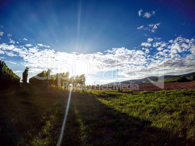 Landschaft mit Weinbergen