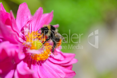 Hummel auf Anemone Sommer rosa abstrakt