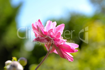 Blumenhintergrund Sommer rosa abstrakt