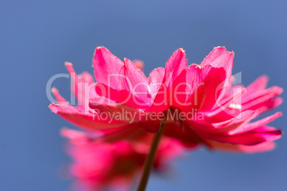 Blumenhintergrund Sommer rosa anemone
