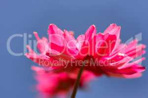 Blumenhintergrund Sommer rosa anemone