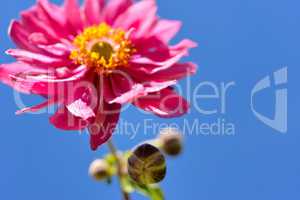 Blumenhintergrund Sommer rosa abstrakt
