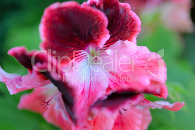 Blumenhintergrund Sommer rosa Geranie