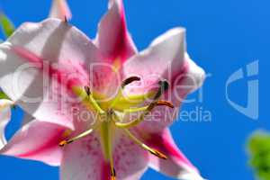 Blumenhintergrund rosa Lilie
