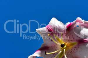Blumenhintergrund Sommer rosa Lilie