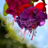Blumenhintergrund Sommer rosa Fuchsien Blüte