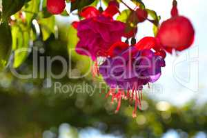 Blumenhintergrund Sommer rosa Fuchsien Blüte