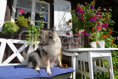 Hund im Sommer mit vielen Blumen