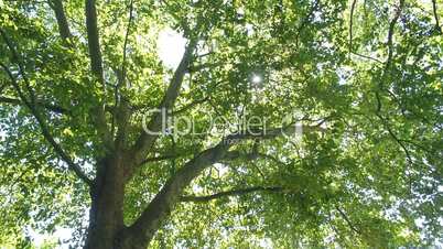 Platanen (Platanus)