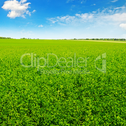 green field and blue sky with light clouds