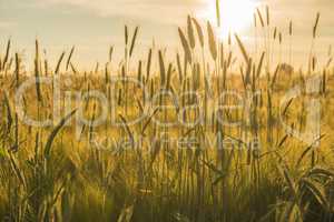 Grain field with a setting sun.