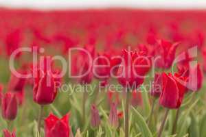 Red tulips as background picture.