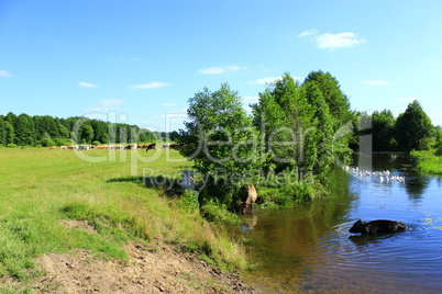 cow goes in the river near the pasture