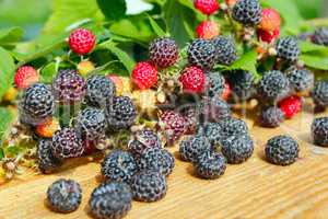 crop of black raspberry fruits