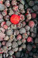 crop of black raspberry fruits