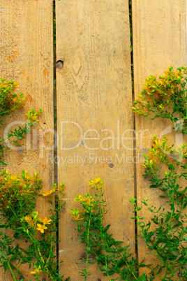 flowers of St.-John's wort on the wooden background