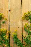 flowers of St.-John's wort on the wooden background