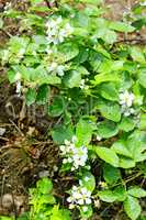 blossoming of wild raspberry