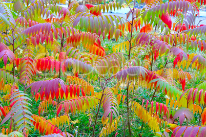 multicolored autumn leaves on the tree