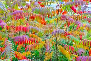 multicolored autumn leaves on the tree