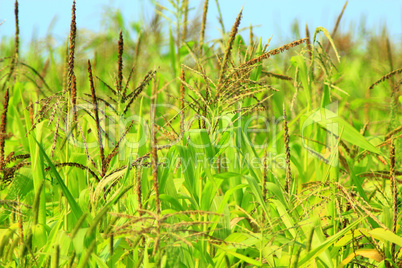 flowers of maize