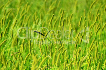 green grass on the meadow in the summer