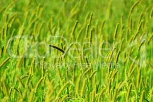 green grass on the meadow in the summer