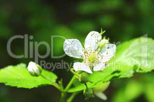 blossoming flower of wild raspberry