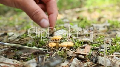 hand with knife cutting off small Chanterelle