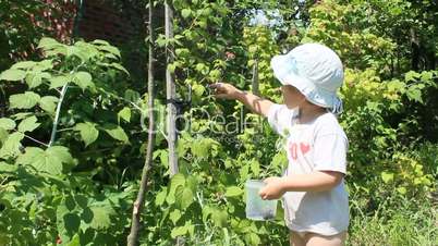 baby gathers raspberries in the garden