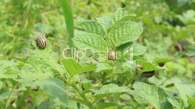 colorado beetles sitting on the leaf of potato