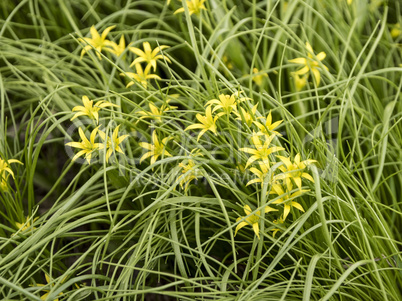 Flower the Gagea in the grass.