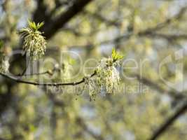 Flowered tree the Fraxinus