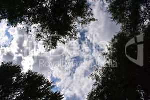 Tree tops and sky with clouds.