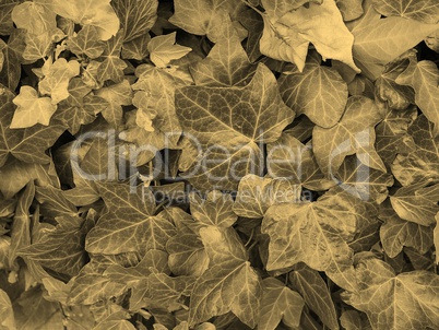 Ivy background sepia