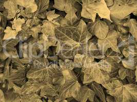 Ivy background sepia