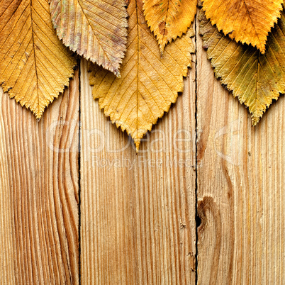 Autumn background. Leaves border on wood