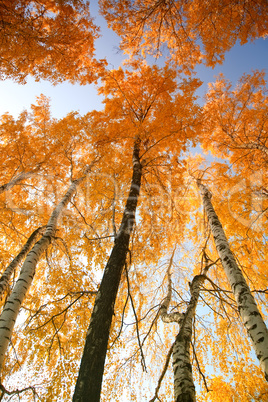 Autumn trees against the sky