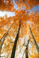 Autumn trees against the sky