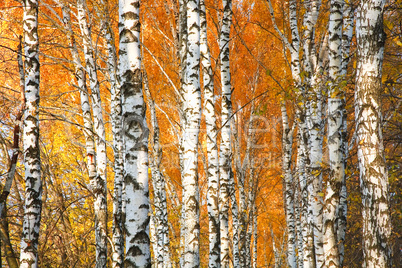 Autumn yellowed birch forest