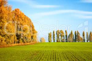 Autumn scenery with winter wheat field