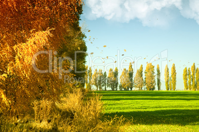Autumn landscape with green wheat field and yellow woods