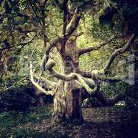 Old tree sycamore